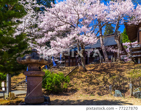Haiden of Hanitsu Shrine where cherry blossoms bloom (Inawashiro, Fukushima) 77227870