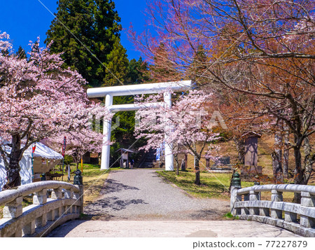 櫻花盛開的羽津神社的神橋和鳥居（福島豬苗代） 77227879