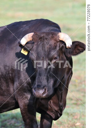 日本牛肉 日本牛肉 77228076