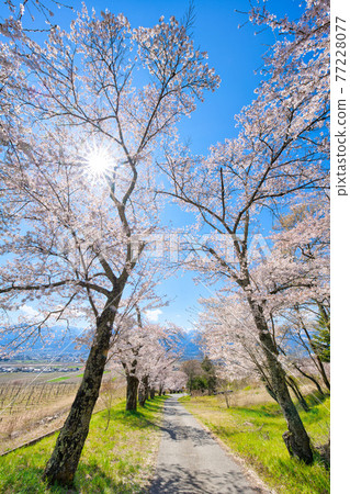 池田町宇山的一排櫻花樹 池田町宇山的一排櫻花樹 77228077