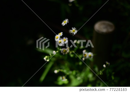 一束光照亮的花朵 77228183