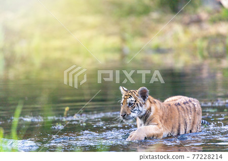 Cute Bengal tiger cub is walking in the lake 77228214