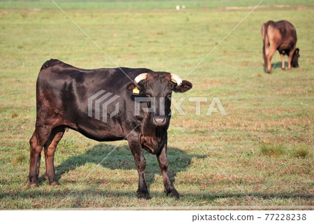 日本牛肉 日本牛肉 77228238