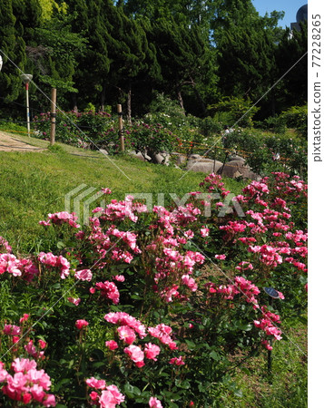 大阪宇坪公園玫瑰園 大阪宇坪公園玫瑰園 77228265