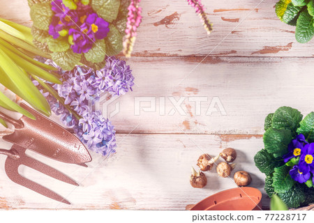 Gardening tools and flowers in the pots in preparation for the planting 77228717