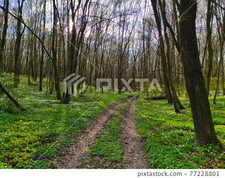 old road in the spring forest 77228801