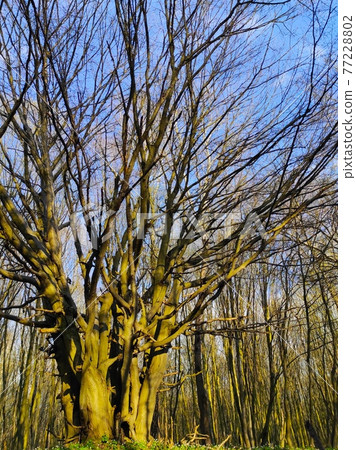 big wide tree in the spring wood 77228802