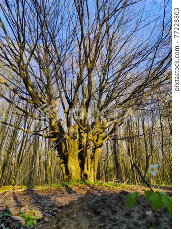 big wide tree in the spring forest 77228803