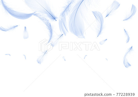 Feather isolated. Abstract bird feather texture closeup falling on white background in pattern photography. Concept of sensitivity responsiveness to nature. 77228939