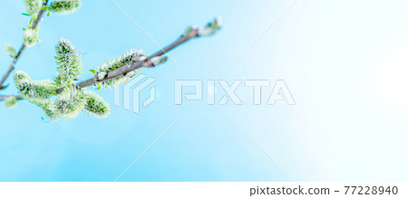 Spring border, spring blossom and April floral nature on blue background. Branches of blossoming apricot macro with soft focus. For easter and spring greeting cards with copy space. Springtime. 77228940