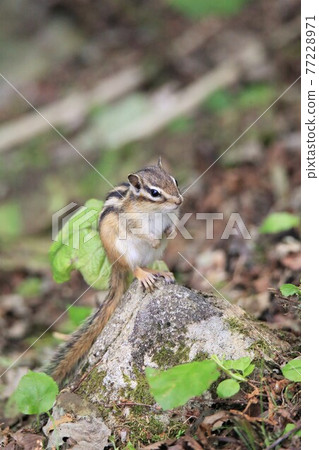 Chipmunk Chipmunk 77228971