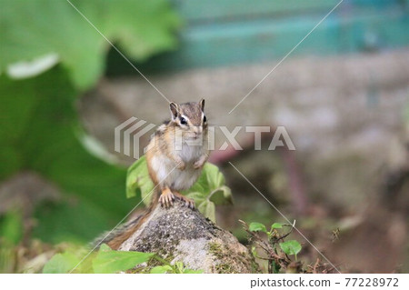 Chipmunk Chipmunk 77228972