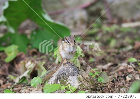 Chipmunk Chipmunk 77228973