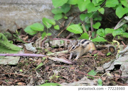 Chipmunk Chipmunk 77228980