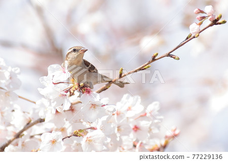 Cherry blossoms with cowpea 77229136