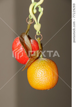 Fruits, fruits, toys, plastics, accessories, electricity, key chains, strawberries, oranges, oranges Fruits, fruits, toys, plastics, accessories, electricity, key chains, strawberries, oranges, oranges 77229269