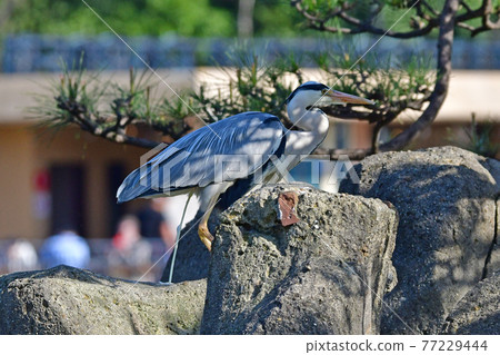 Gray heron Gray heron 77229444