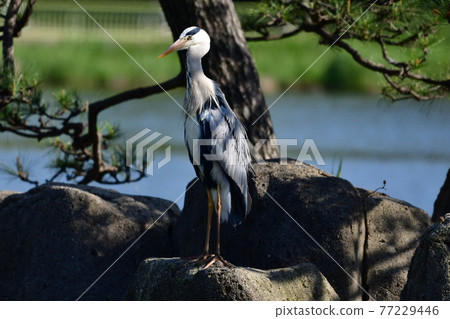 Gray heron Gray heron 77229446