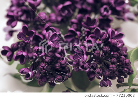 Spring flowers of lilac in the wter, spring background 77230008