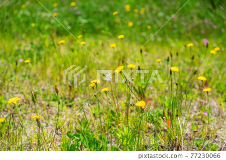 Spring wildflowers blooming on the revetment slope of the river Spring wildflowers blooming on the revetment slope of the river 77230066
