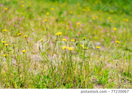Spring wildflowers blooming on the revetment slope of the river 77230067