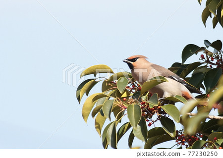 Bohemian waxwing and Ilex rotunda 77230250