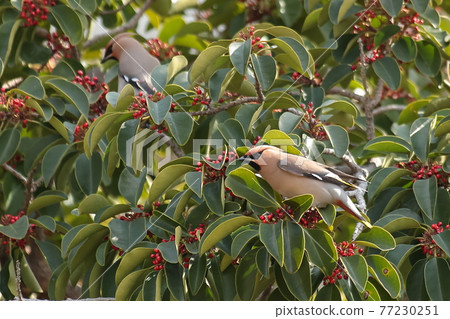 Bohemian waxwing and Ilex rotunda 77230251