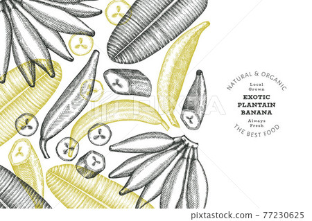 Hand drawn sketch style plantain banner. Organic fresh fruit vector illustration. Retro exotic banana fruit design template 77230625