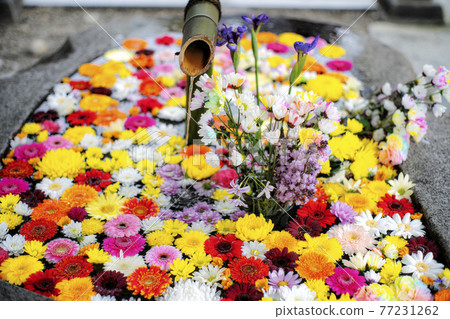 花手水與七彩花朵漂浮 花手水與七彩花朵漂浮 77231262