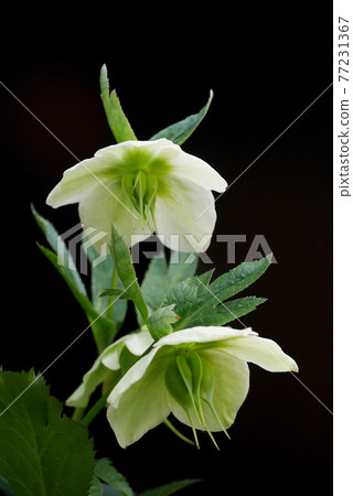 Hellebore Hybrid Double Seed Bunch 02 77231367