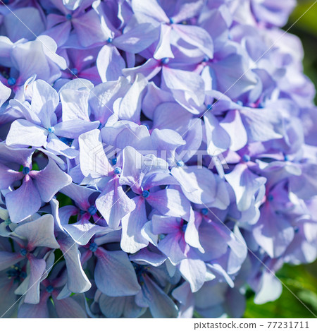 Green and Blue Hydrangea Flowers in the Summer Garden 77231711
