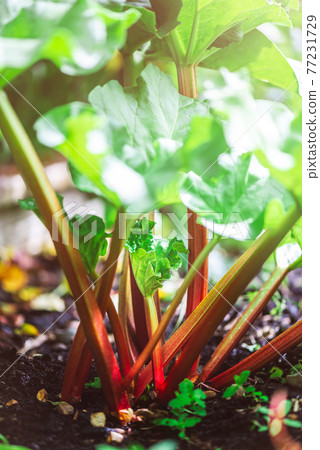 Rhubarb growing in the garden during spring 77231729