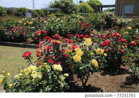 Arao City Ominous Citizen Flower Bed Rose Flower, 77231761