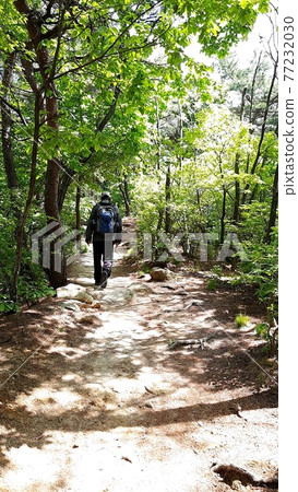 Bukhansan. National Park. Leaves. Sprouts. Exploration Trail Bukhansan. National Park. Leaves. Sprouts. Exploration Trail 77232030