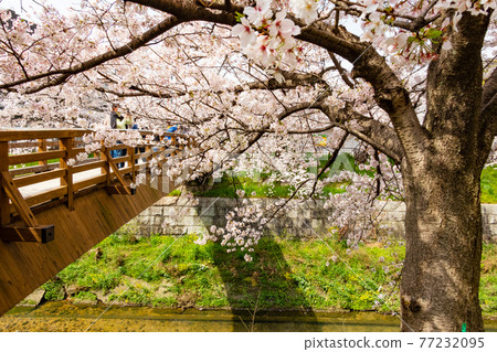 Yamazaki River Four Seasons Road Cherry Stock Photo