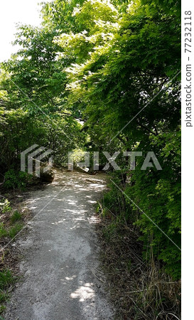 National park. Bukhansan. Trail. Sprouts. Leaves National park. Bukhansan. Trail. Sprouts. Leaves 77232118