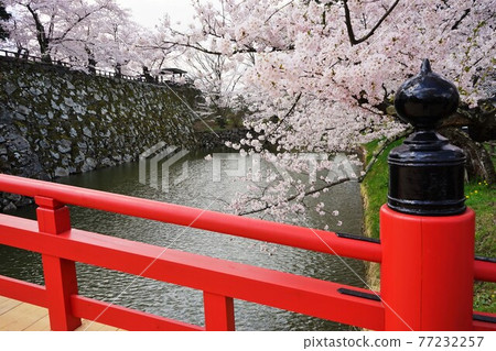 A famous place for cherry blossoms Hirosaki Park Takaoka Bridge A famous place for cherry blossoms Hirosaki Park Takaoka Bridge 77232257