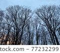 Spring trees I haven't seen yet 77232299