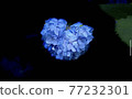 Heart flower that I found by chance 77232301