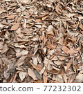 Fallen leaves  77232302