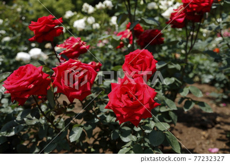 荒尾市少女公民花壇玫瑰花， 77232327