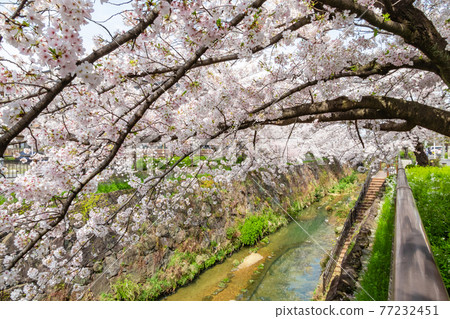 Yamazaki River Four Seasons Road, Cherry Blossoms in Full Bloom <Nagoya City, Aichi Prefecture> Yamazaki River Four Seasons Road, Cherry Blossoms in Full Bloom <Nagoya City, Aichi Prefecture> 77232451