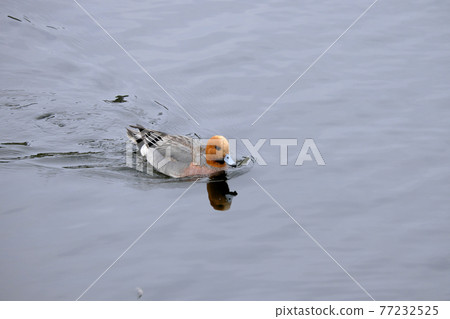 A duck that swims comfortably 77232525