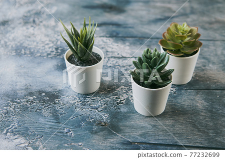 Various types of echeveria, havortia succulent house plants in clay pots on background. Scandinavian hipster home decoration 77232699