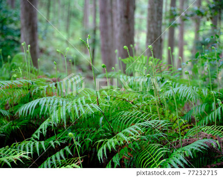 蕨類植物 蕨類植物 77232715