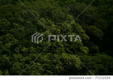 從樹冠塔看到的森林和新鮮的綠色 從樹冠塔看到的森林和新鮮的綠色 77232839