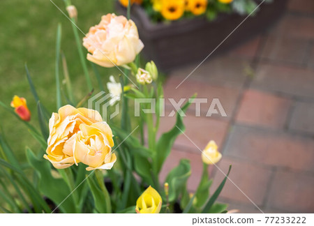 Spring flowers tulip 77233222