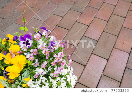 Pansy planting 77233223