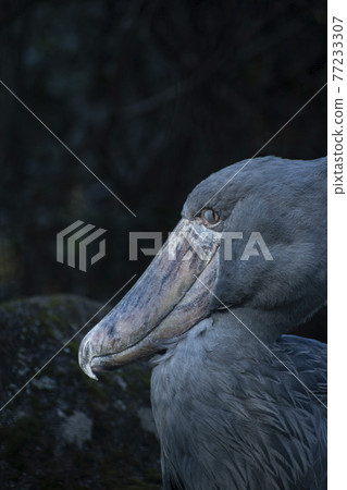 Shoebill blinking 77233307