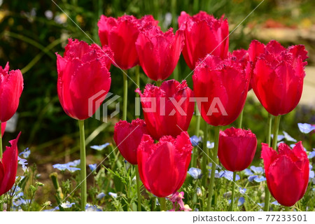 Tulip and Nemophila flower Tulip and Nemophila flower 77233501